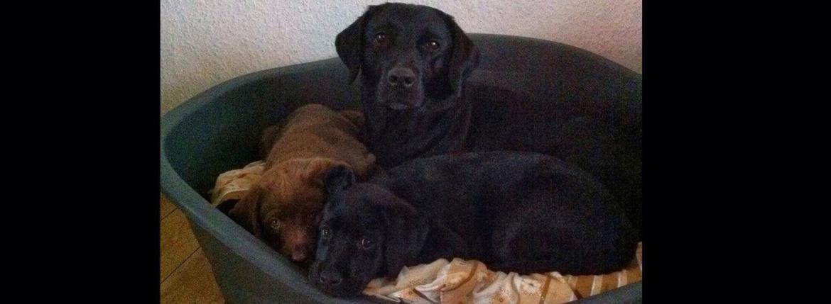 Labrador retriever Hollie billede 17