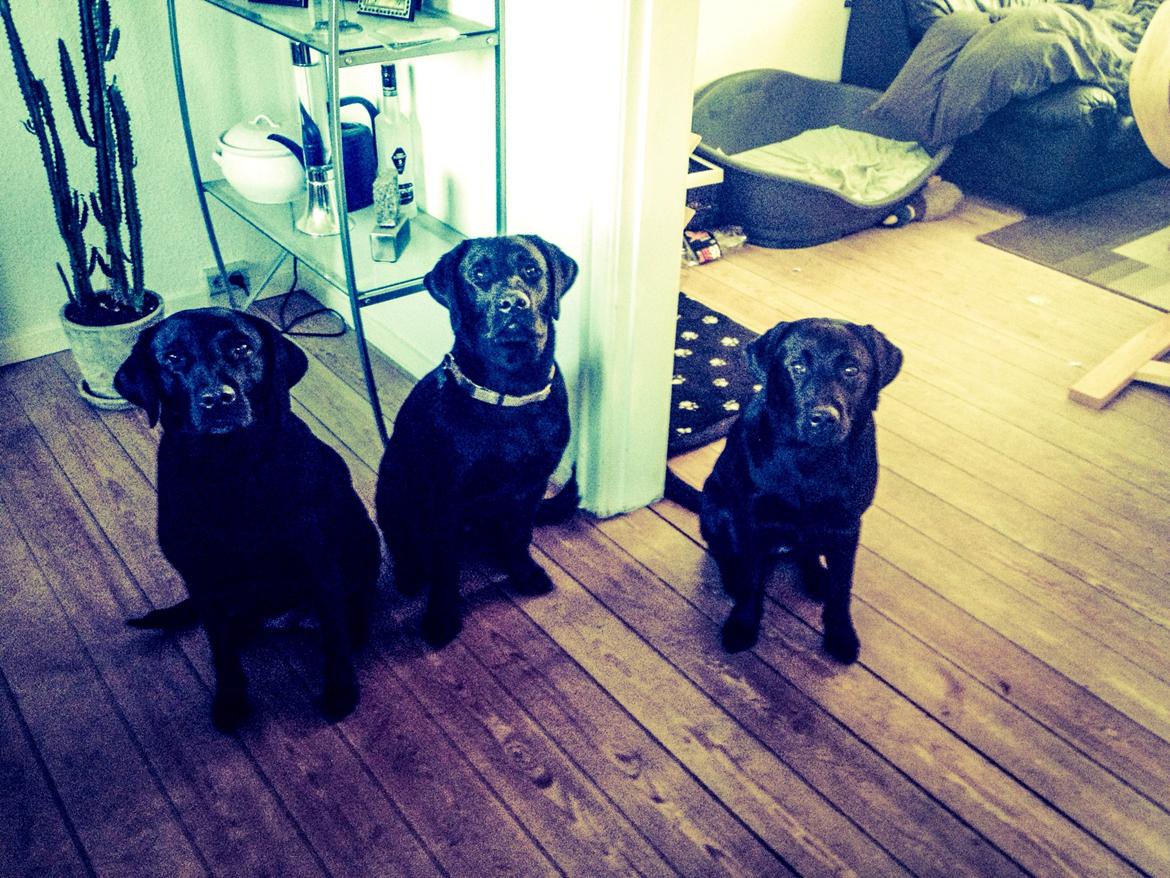 Labrador retriever Hollie billede 18