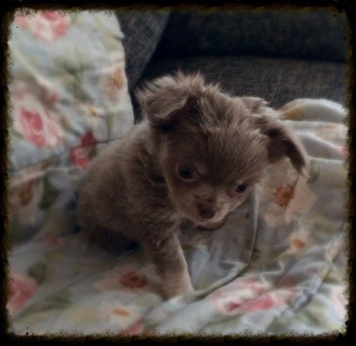 Chihuahua Sands fabulous Fernando billede 1