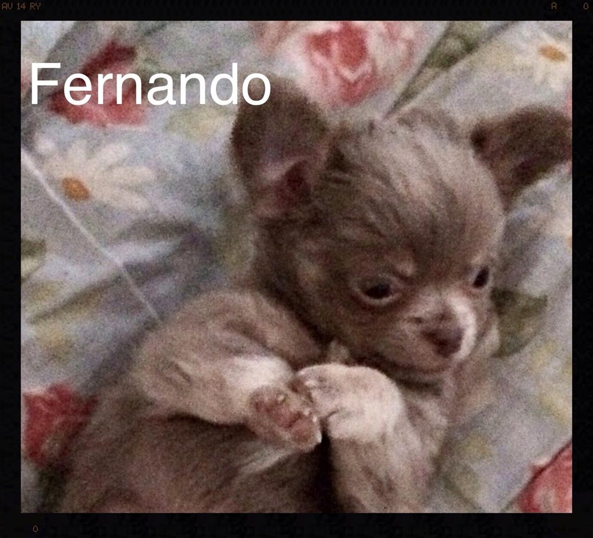 Chihuahua Sands fabulous Fernando billede 3