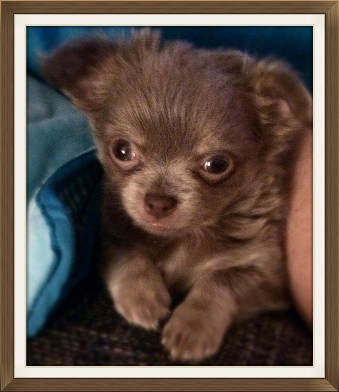 Chihuahua Sands fabulous Fernando billede 2
