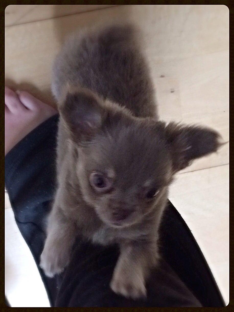 Chihuahua Sands fabulous Fernando billede 4