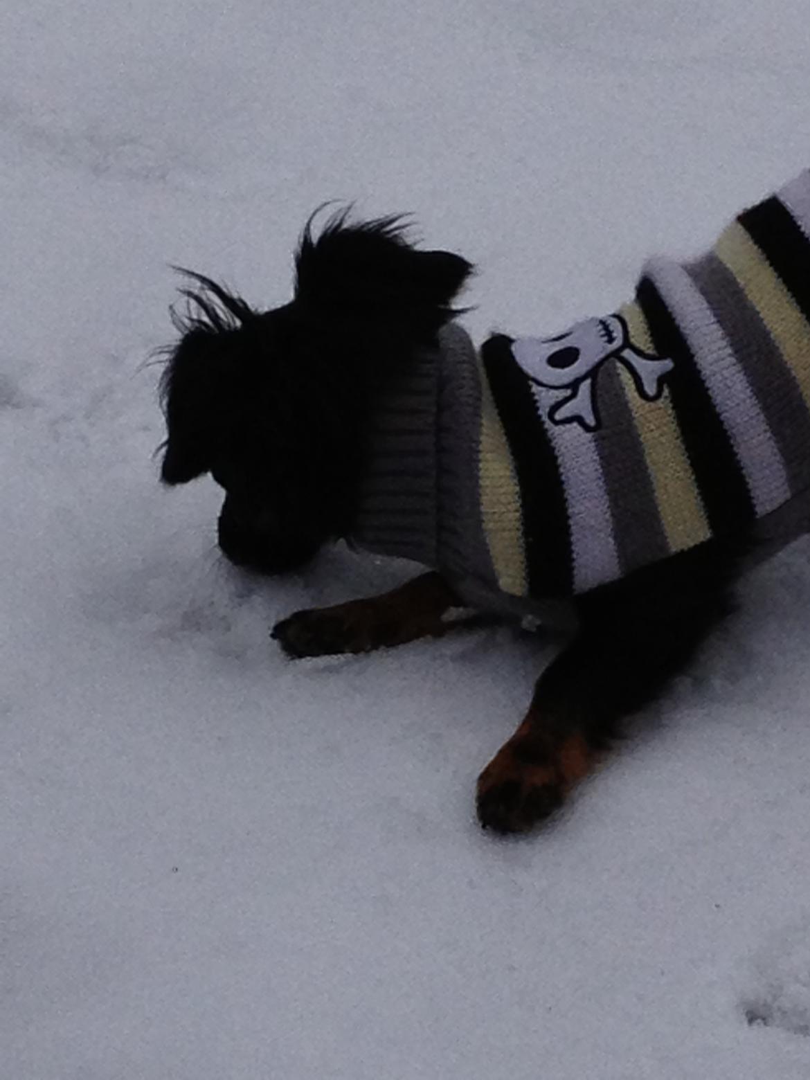 Blanding af racer Tessi - hvad pokker er det for noget, det hvide der ligger på jorden? spændende er det da :) billede 31