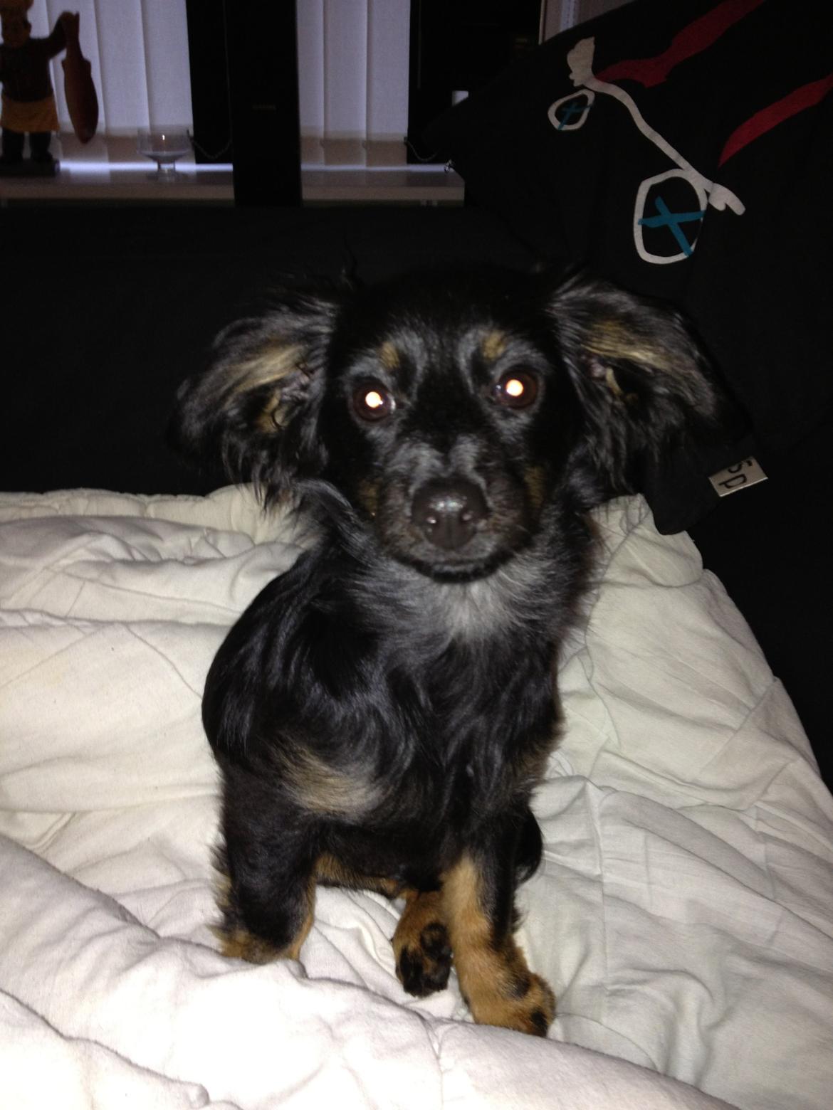 Blanding af racer Tessi - sidder jeg fint nok nu mor?? billede 32