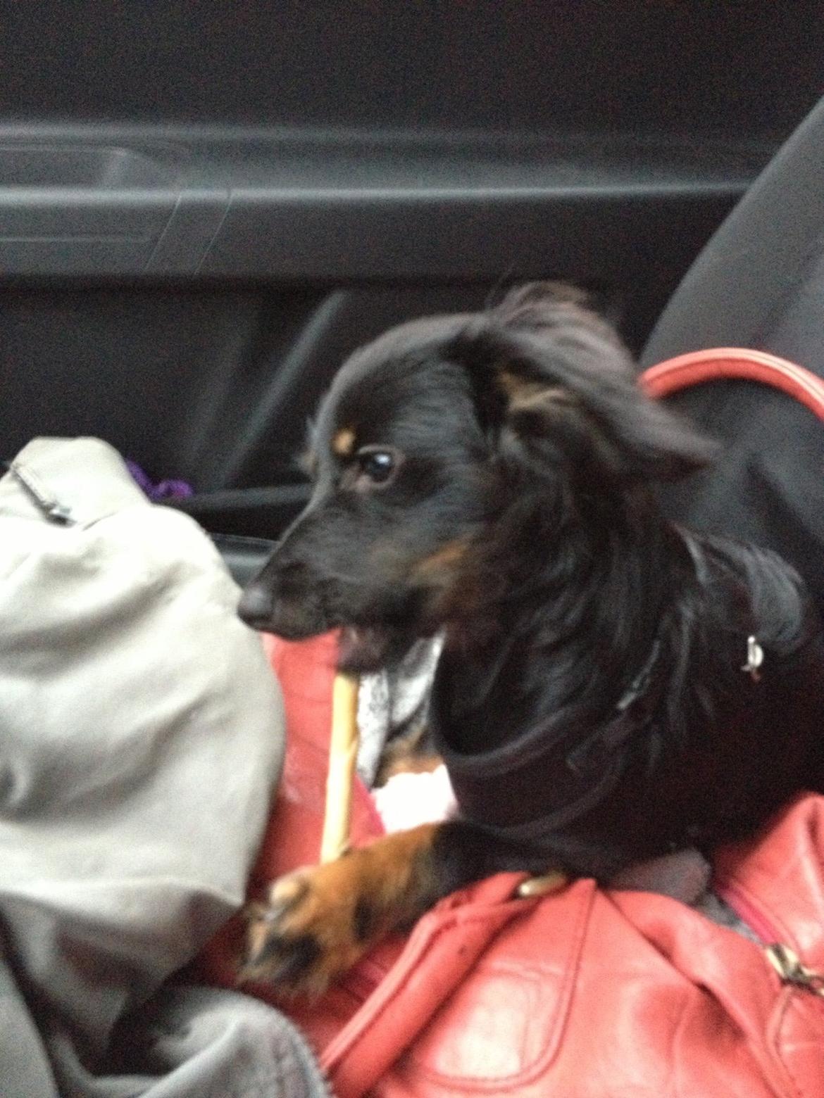 Blanding af racer Tessi - mums det der tyggeben er altså bare lige mig :) billede 34