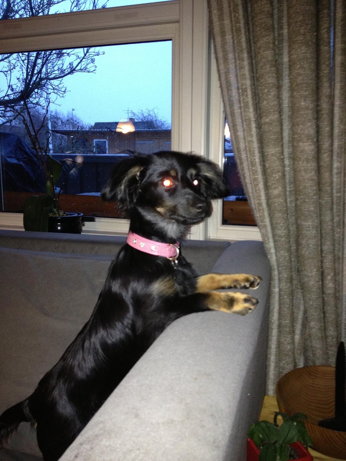 Blanding af racer Tessi - hmm hvor blev Pjevs (katten) af?? Den var der da lige før.. billede 35