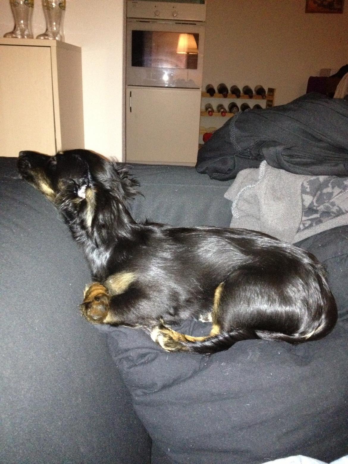 Blanding af racer Tessi - Ja sådan kan man da også falde i søvn og ligge :) billede 37