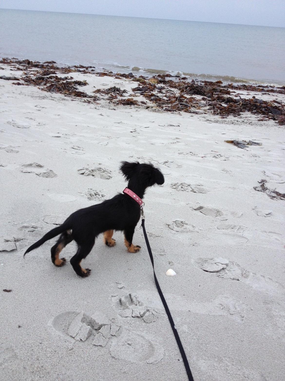 Blanding af racer Tessi - Ej hvor er det altså meget spændende at være ved stranden :) billede 39