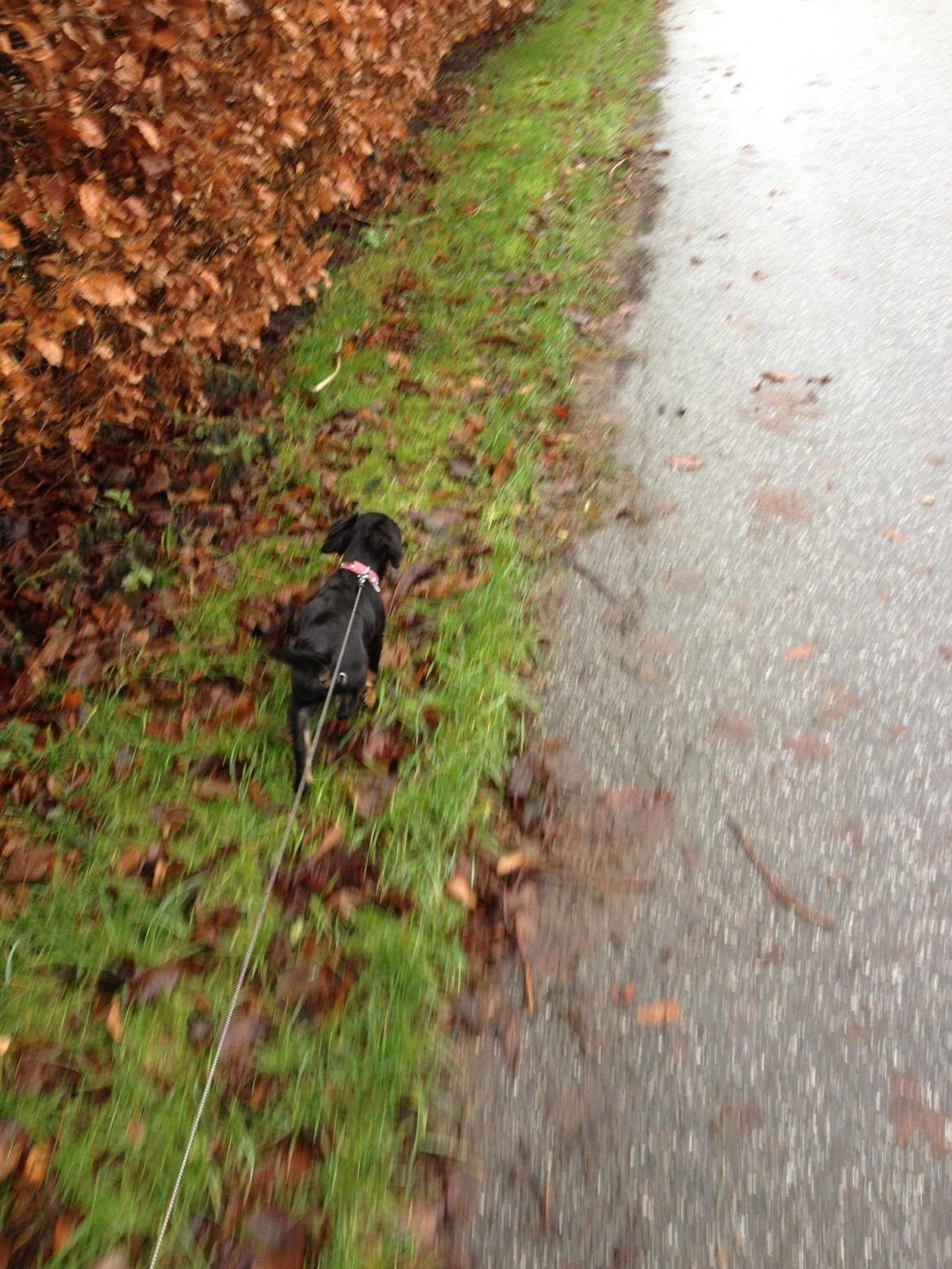 Blanding af racer Tessi - så er vi lige ude at gå en tur, det er noget der er hygge :) billede 40