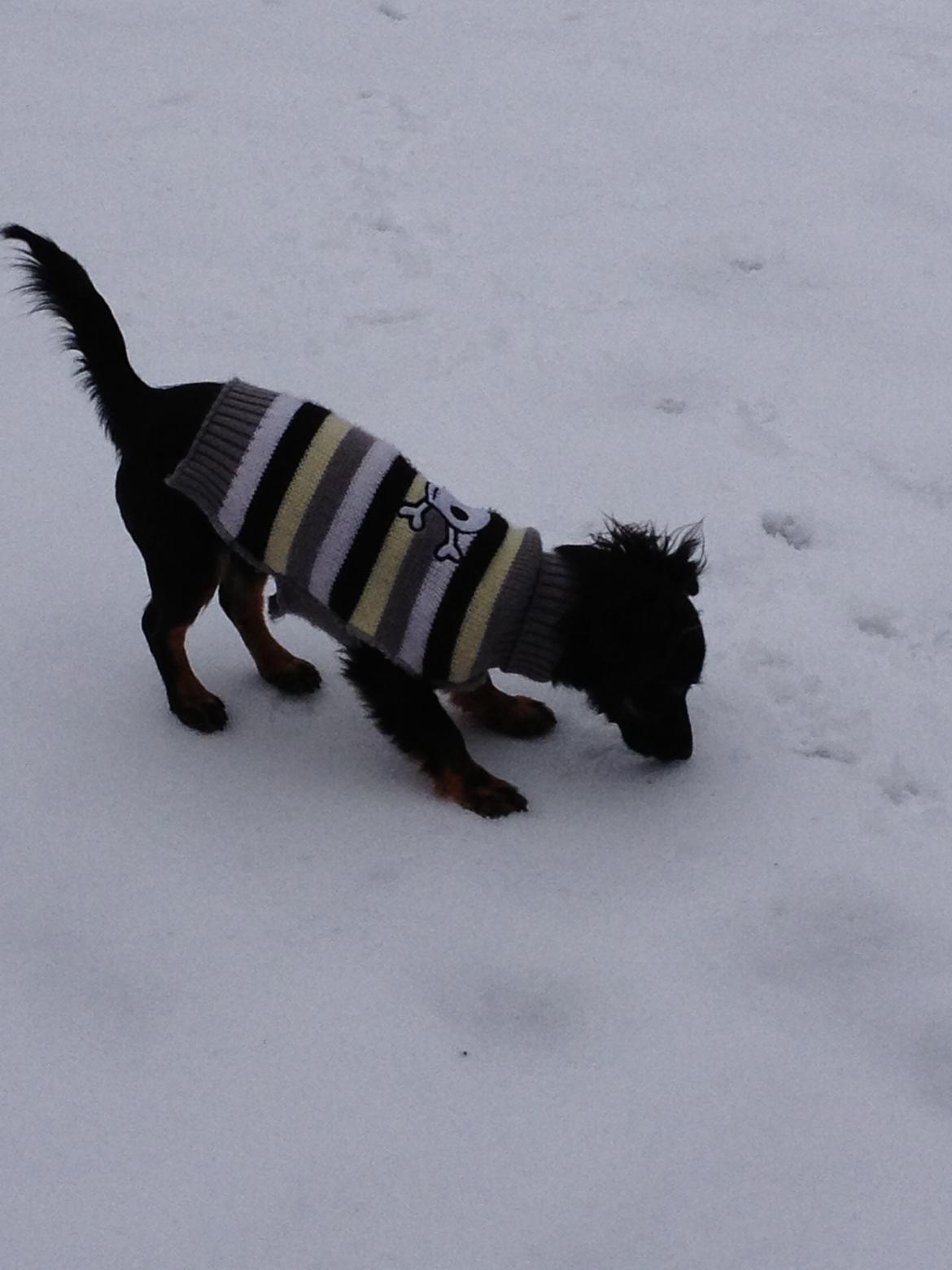 Blanding af racer Tessi - Nå det hedder altså sne det hvide.. billede 41