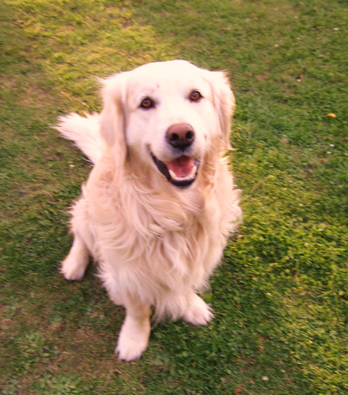 Golden retriever Baloo billede 17