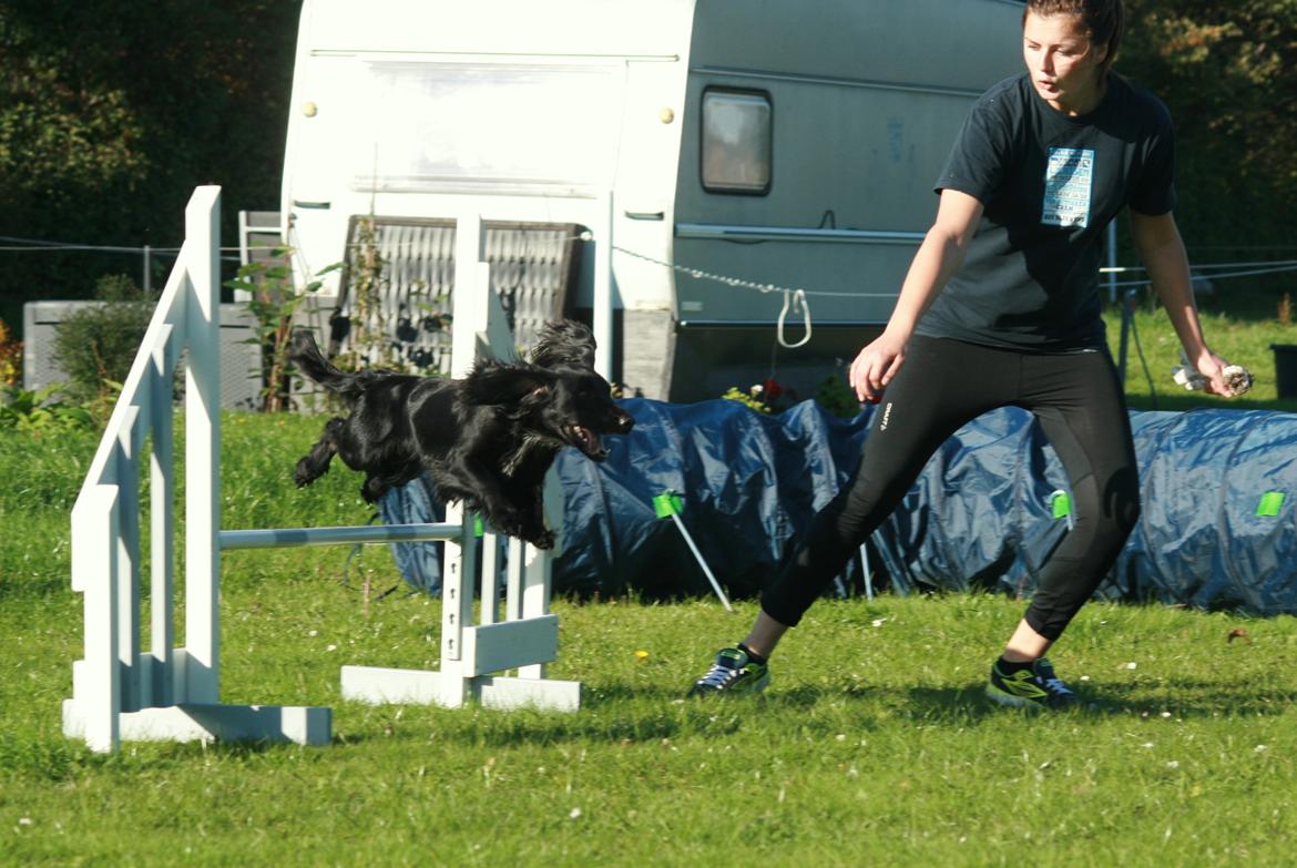Field Trial Cockerspaniel Marley billede 17