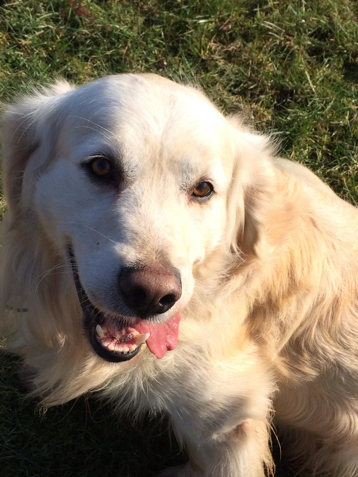 Golden retriever Baloo billede 18