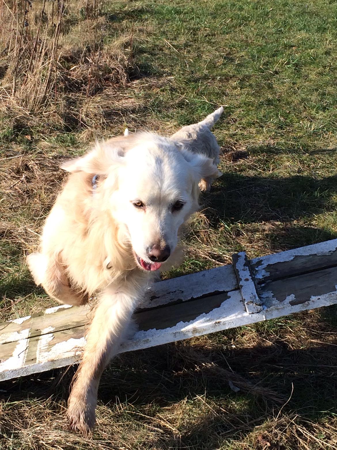 Golden retriever Baloo billede 19