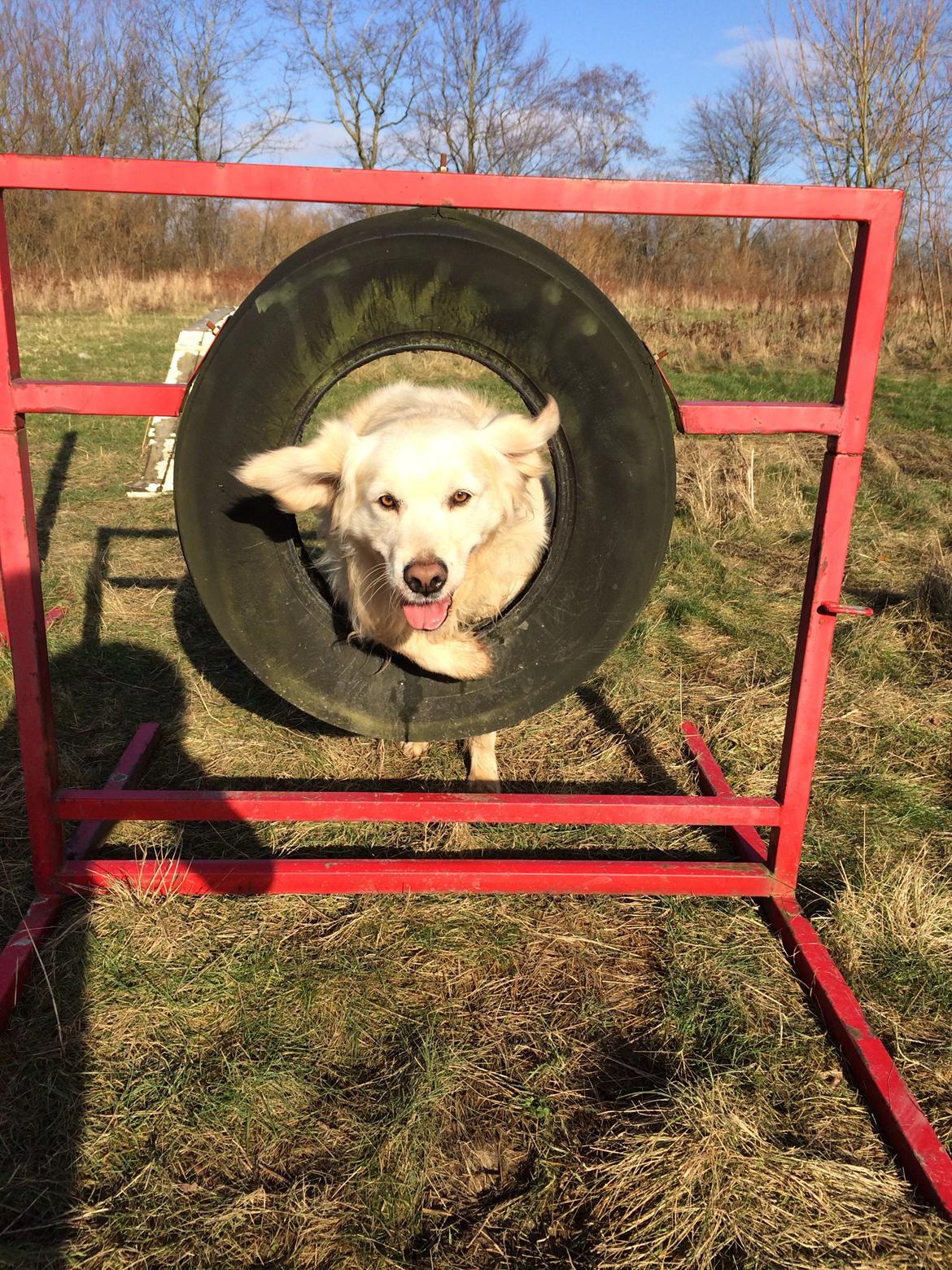 Golden retriever Baloo billede 20