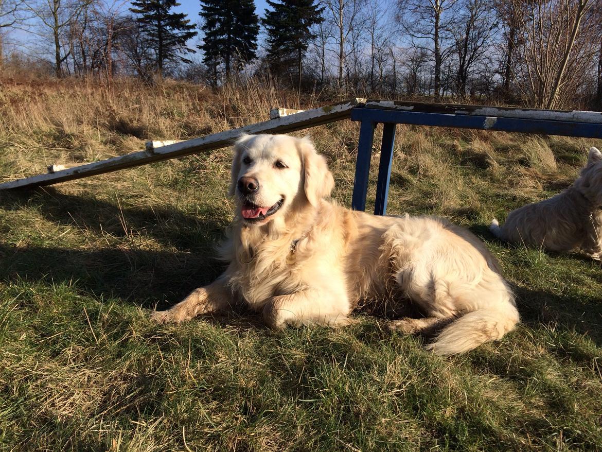 Golden retriever Baloo billede 21