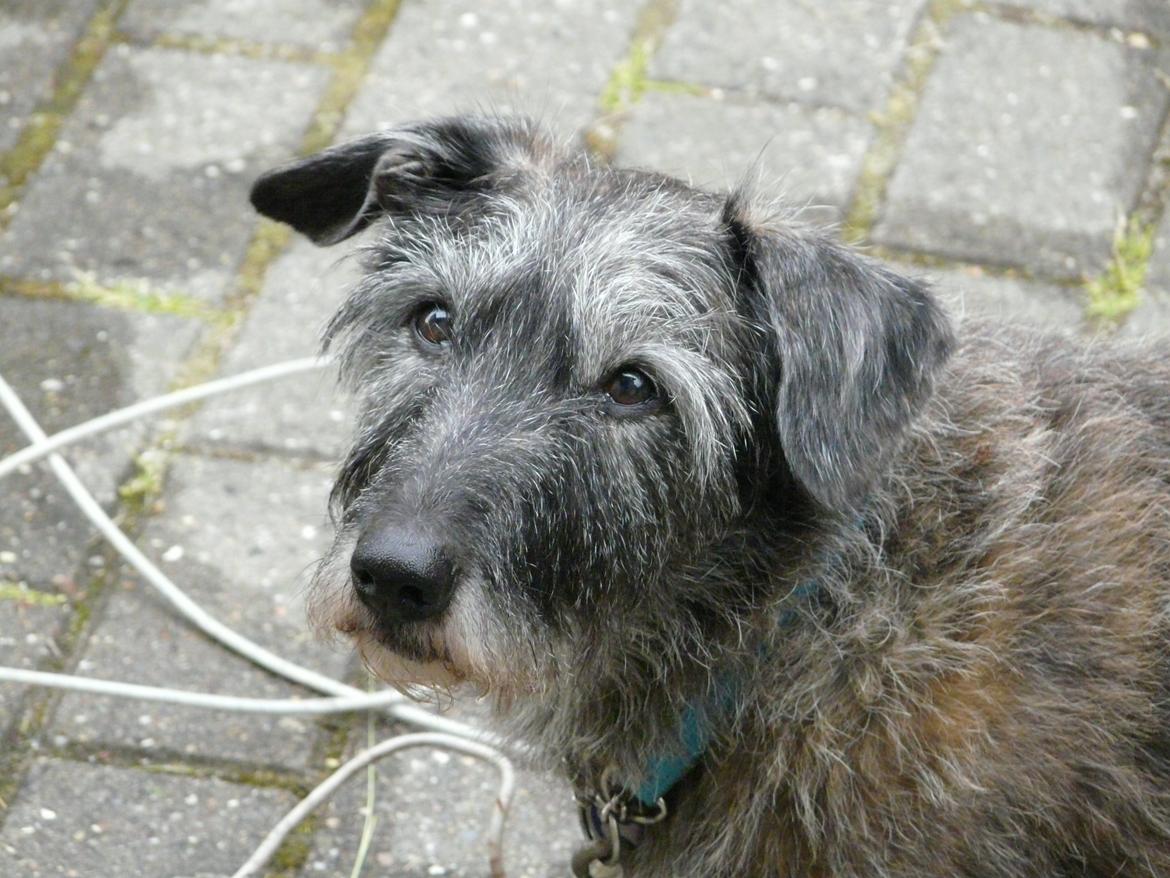 Blanding af racer Rasmus billede 12