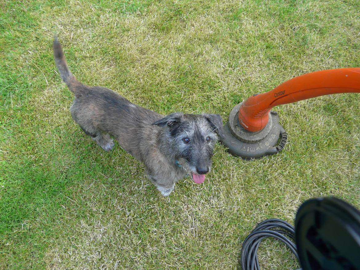 Blanding af racer Rasmus billede 13