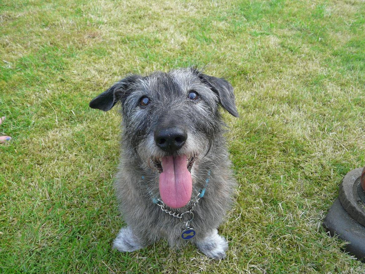 Blanding af racer Rasmus billede 15