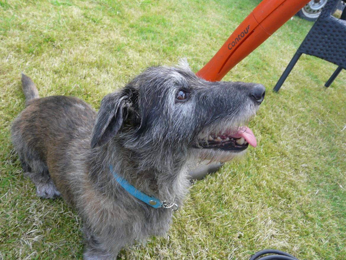 Blanding af racer Rasmus billede 16