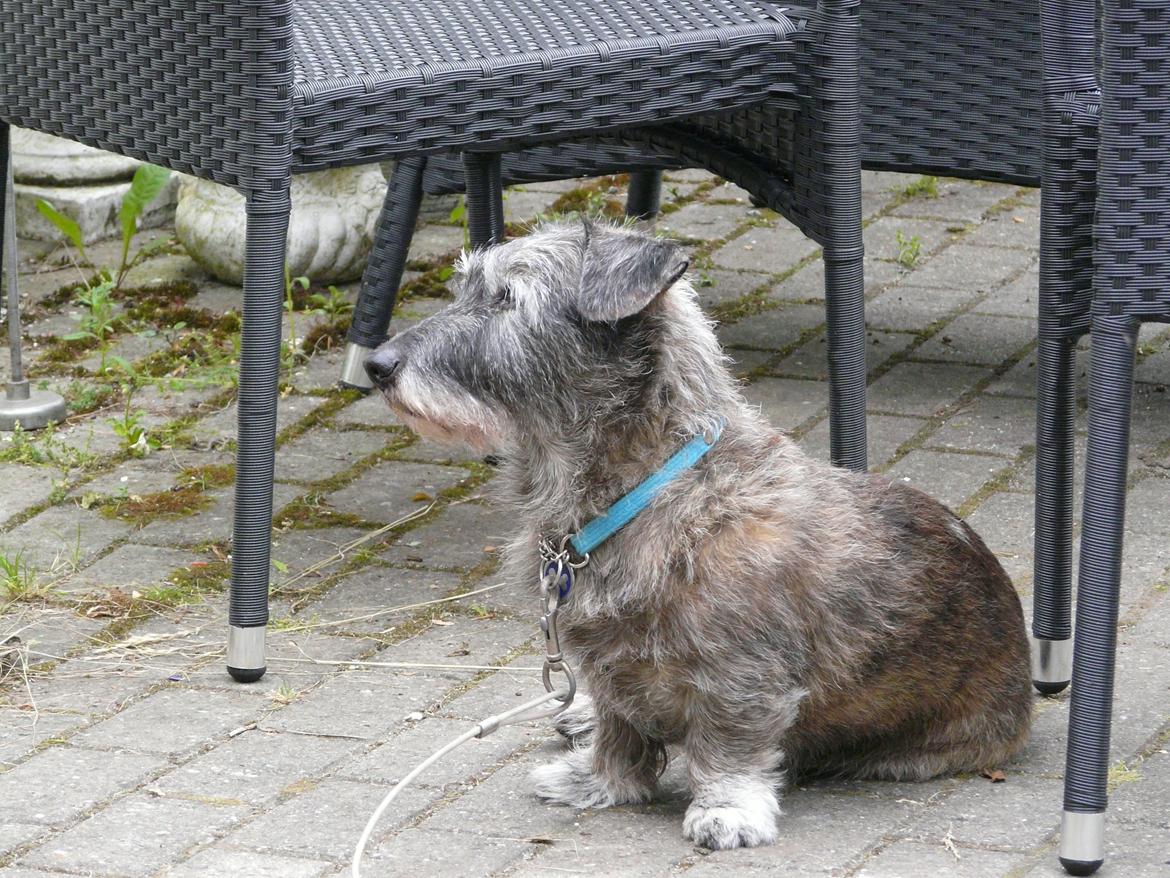 Blanding af racer Rasmus billede 17