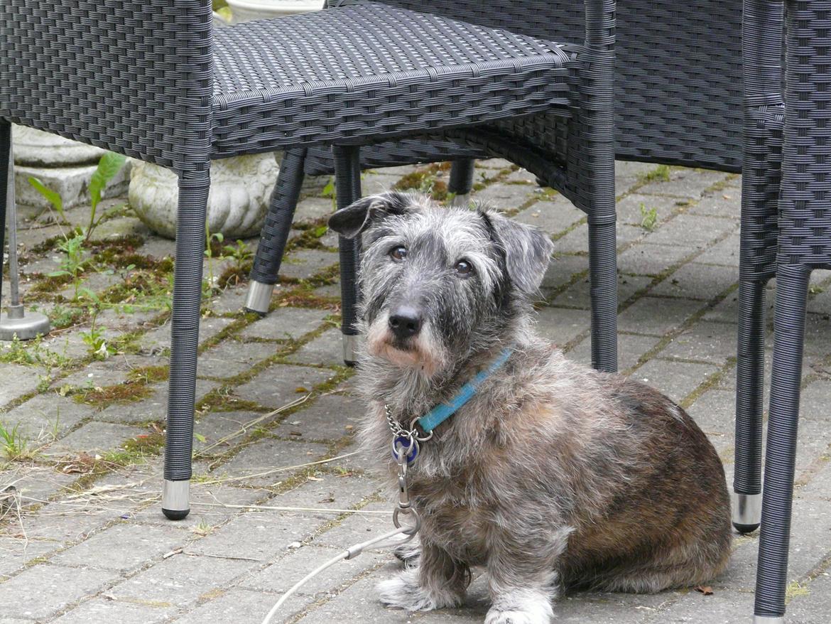 Blanding af racer Rasmus billede 18