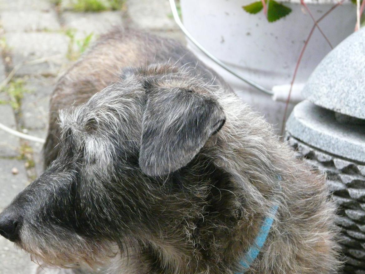 Blanding af racer Rasmus billede 19