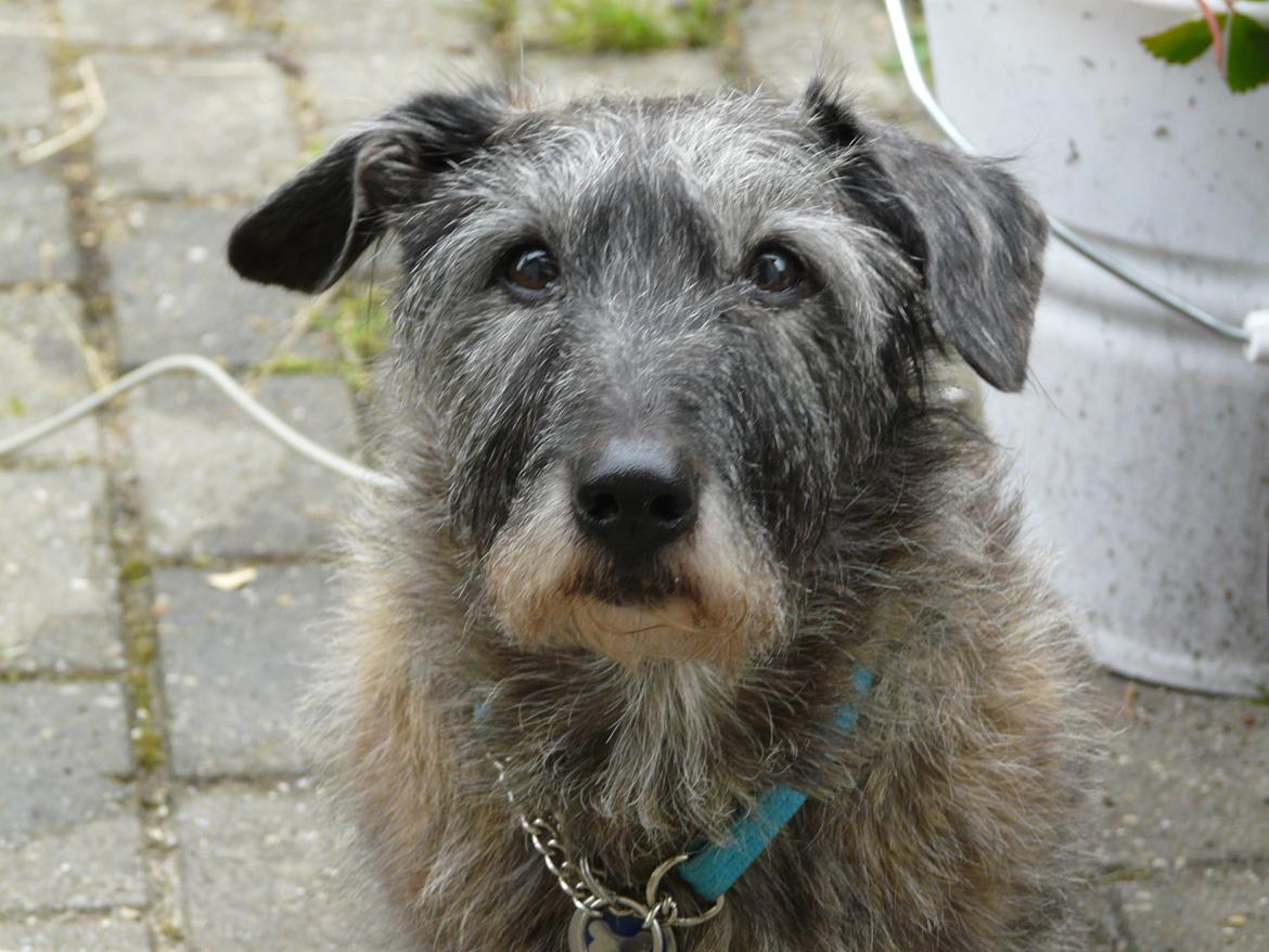 Blanding af racer Rasmus billede 20