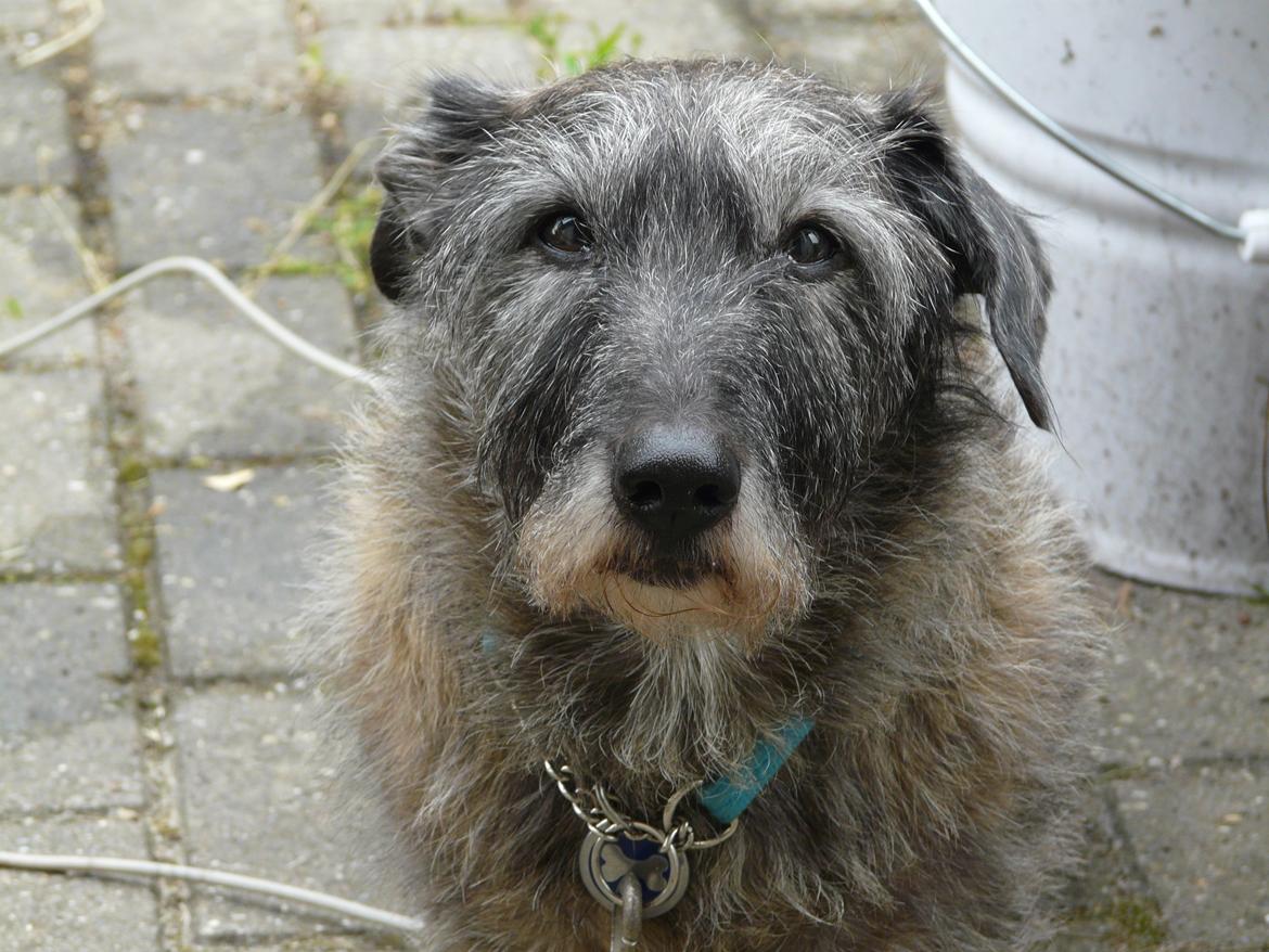 Blanding af racer Rasmus billede 21