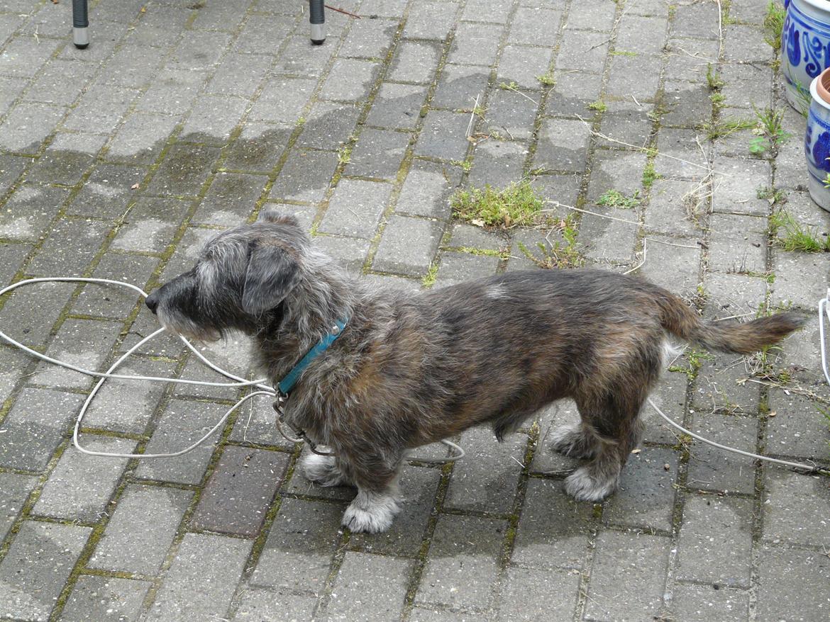 Blanding af racer Rasmus billede 22