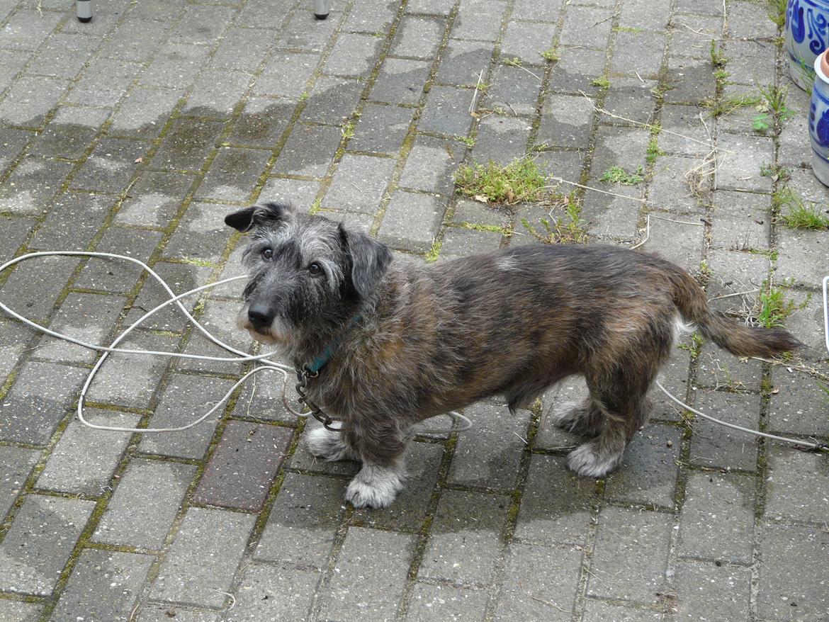 Blanding af racer Rasmus billede 23