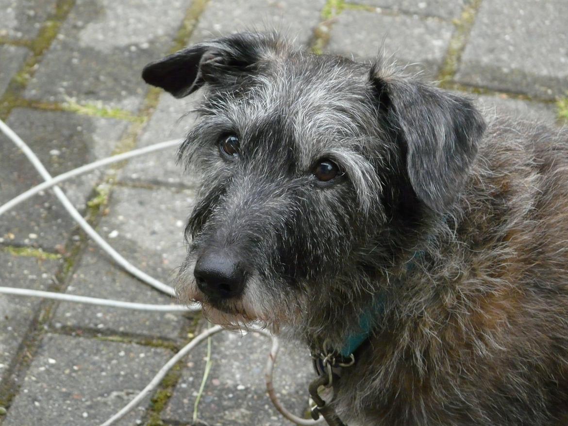 Blanding af racer Rasmus billede 24