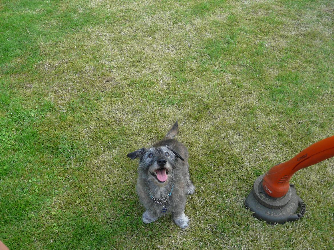 Blanding af racer Rasmus billede 14