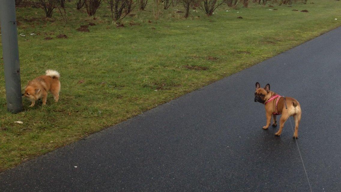 Blanding af racer Silas billede 1