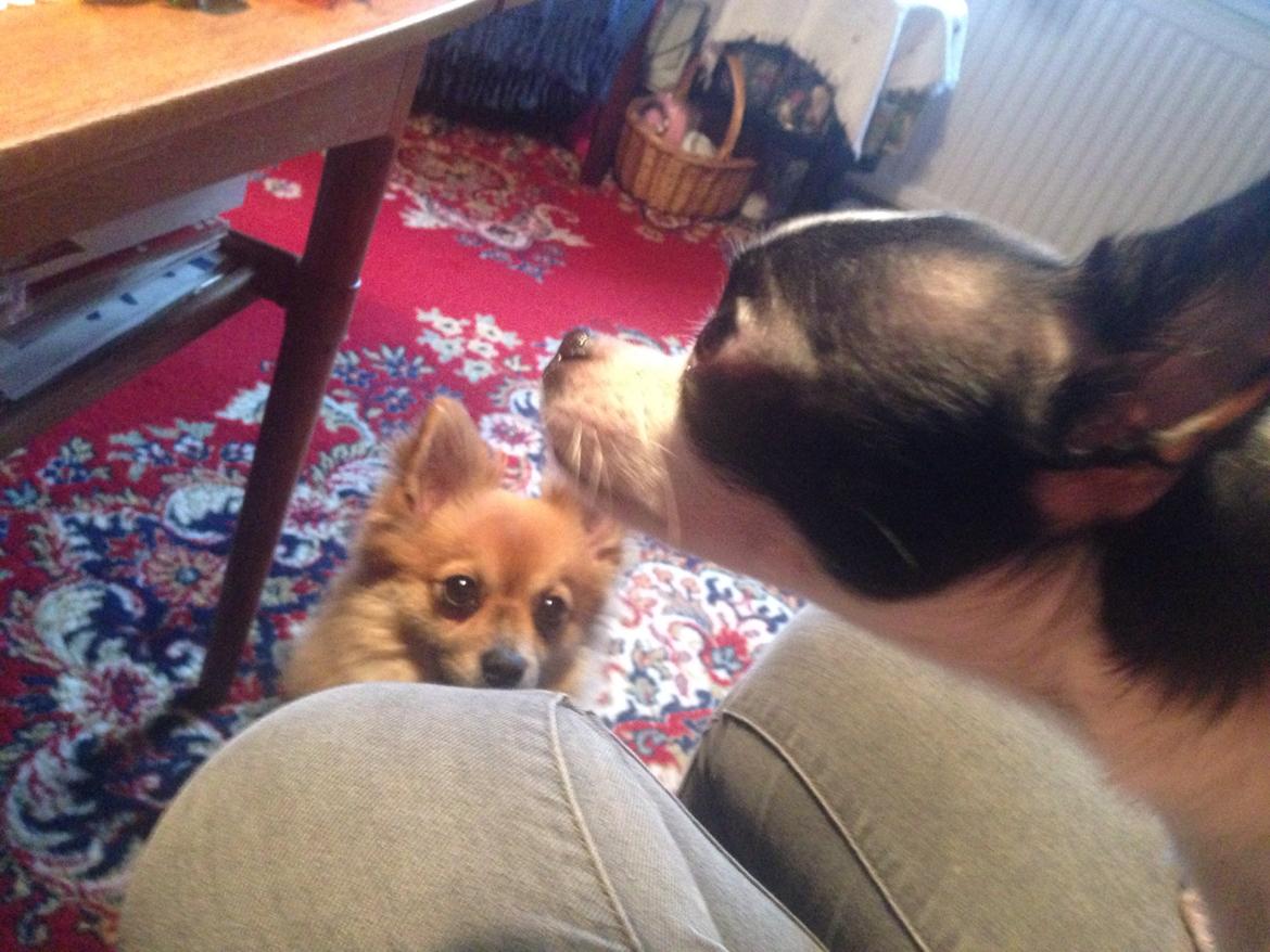 Blanding af racer Silas billede 2