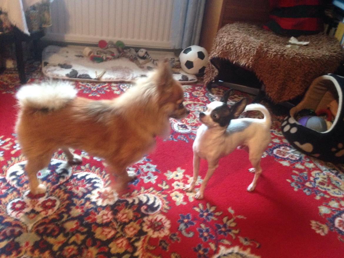 Blanding af racer Silas billede 3