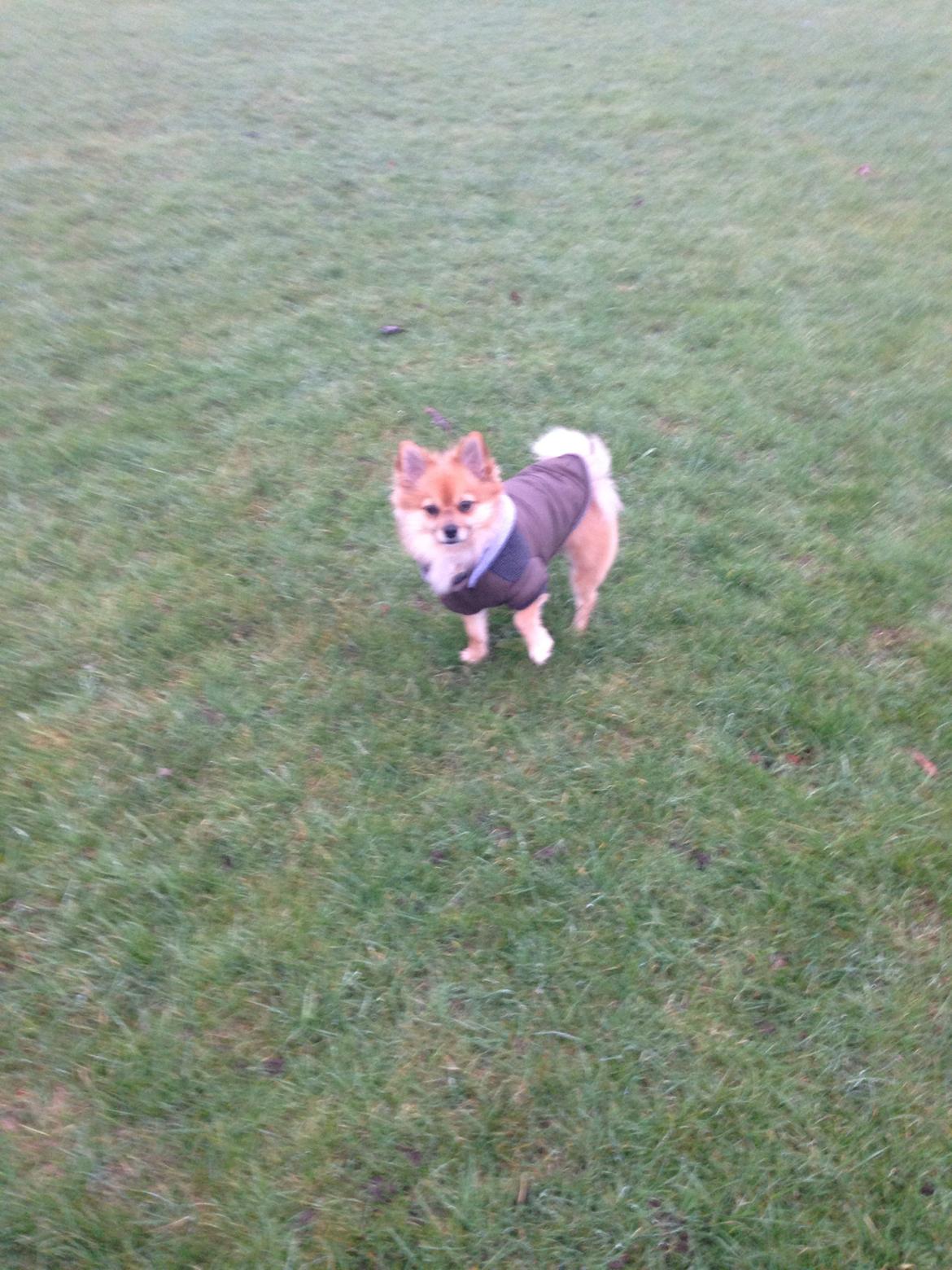 Blanding af racer Silas billede 4