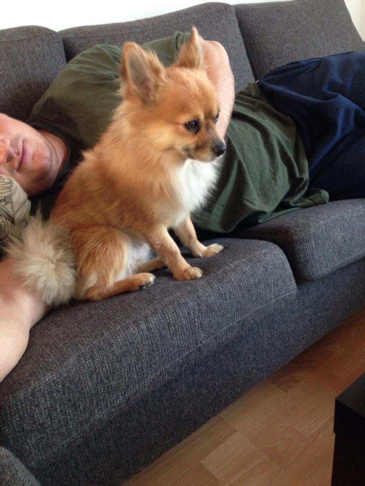 Blanding af racer Silas billede 5