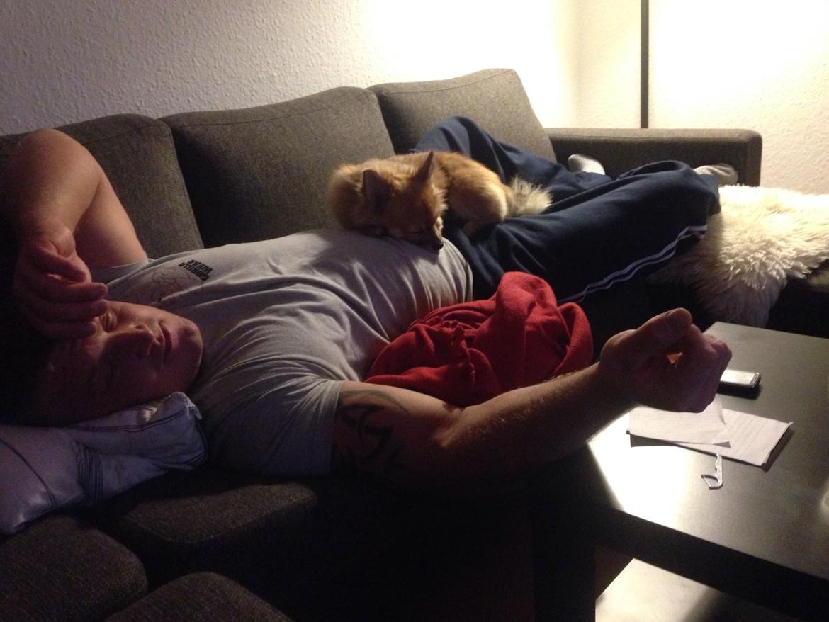 Blanding af racer Silas billede 6