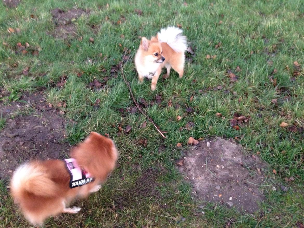 Blanding af racer Silas billede 7