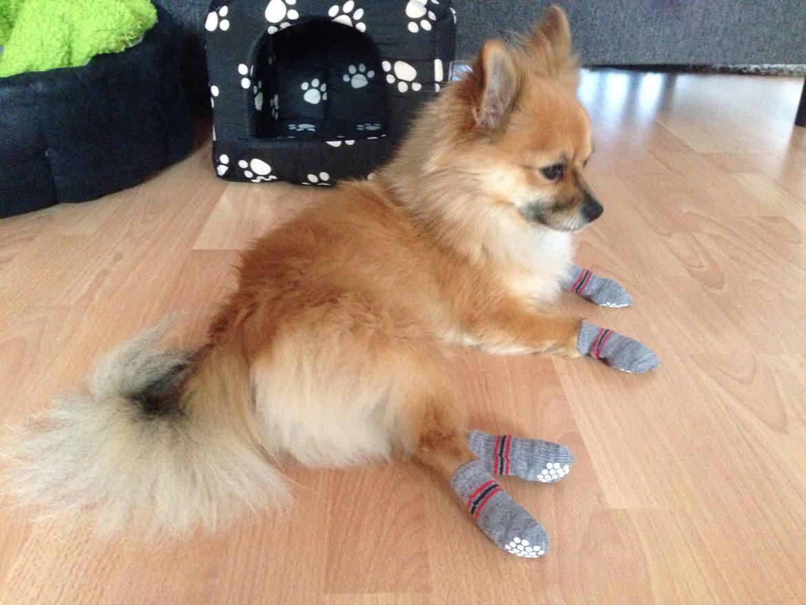 Blanding af racer Silas billede 8