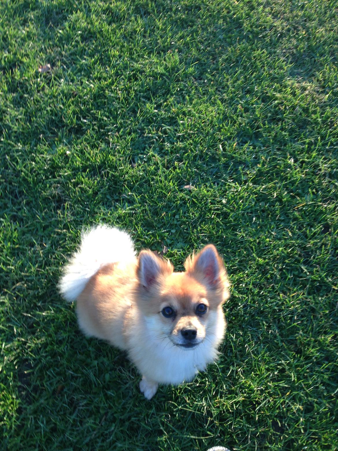 Blanding af racer Silas billede 9