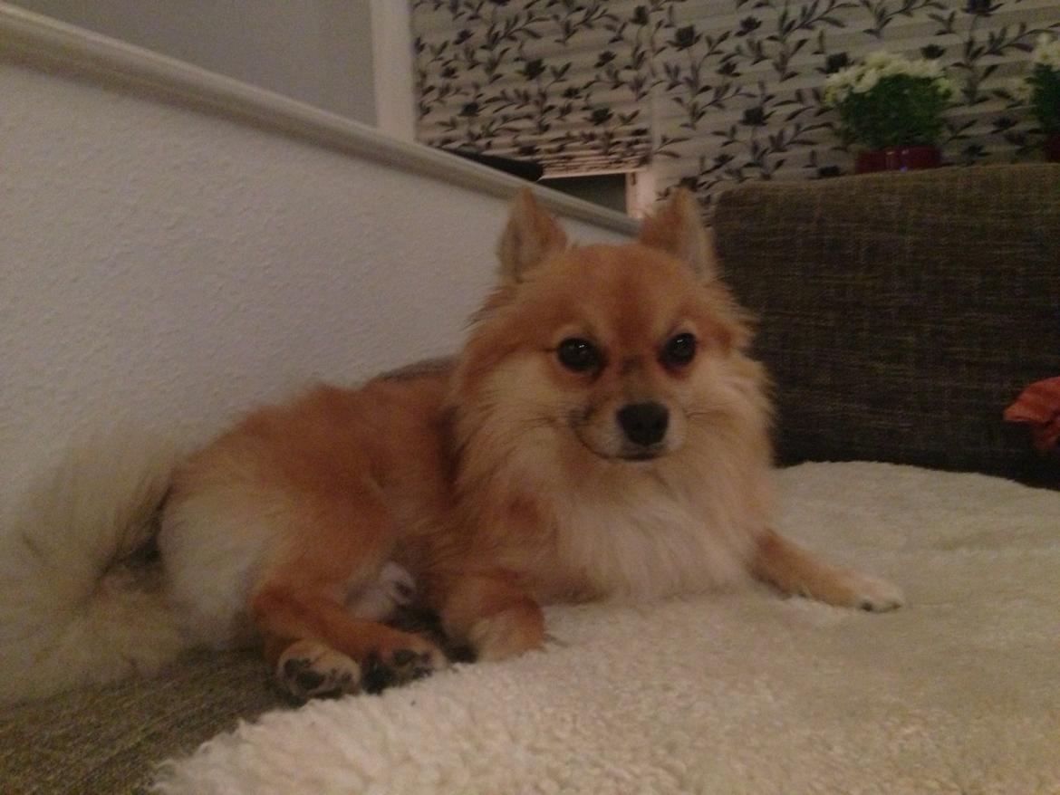 Blanding af racer Silas billede 10