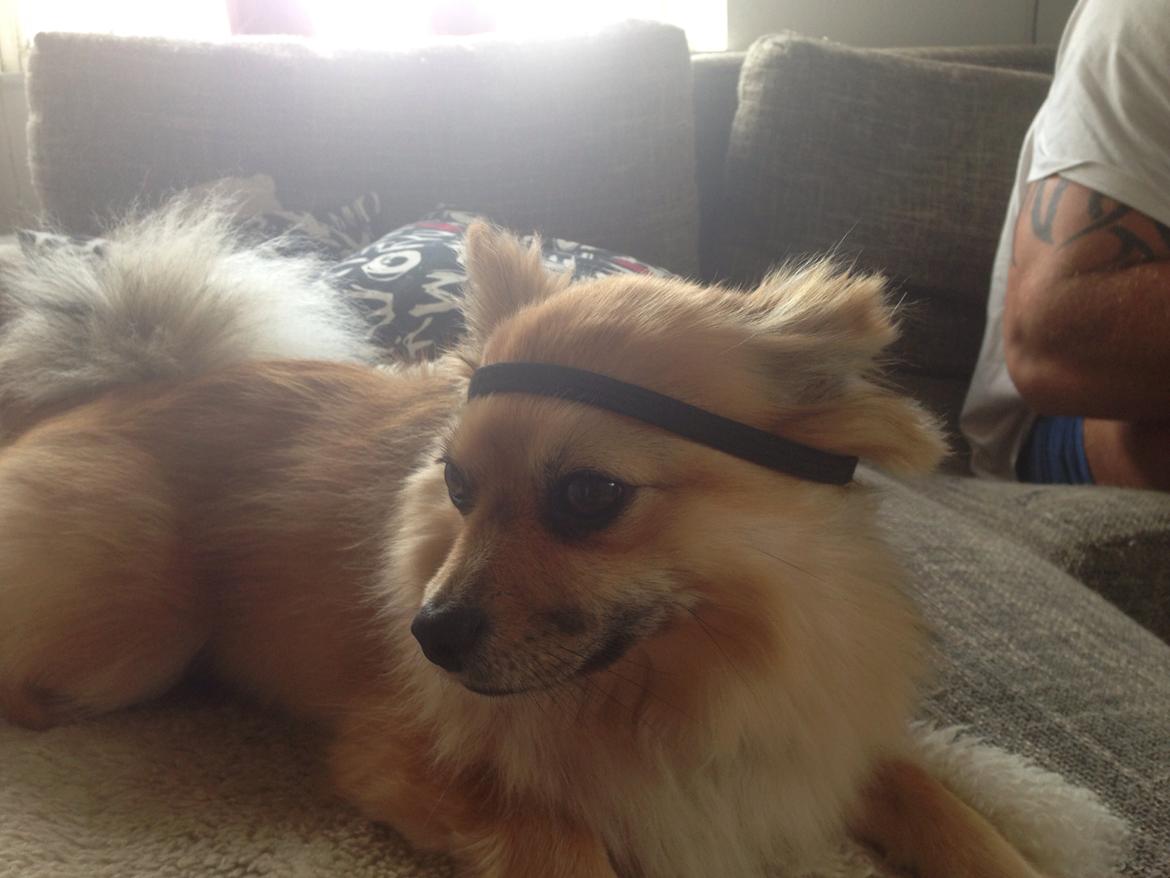 Blanding af racer Silas billede 11