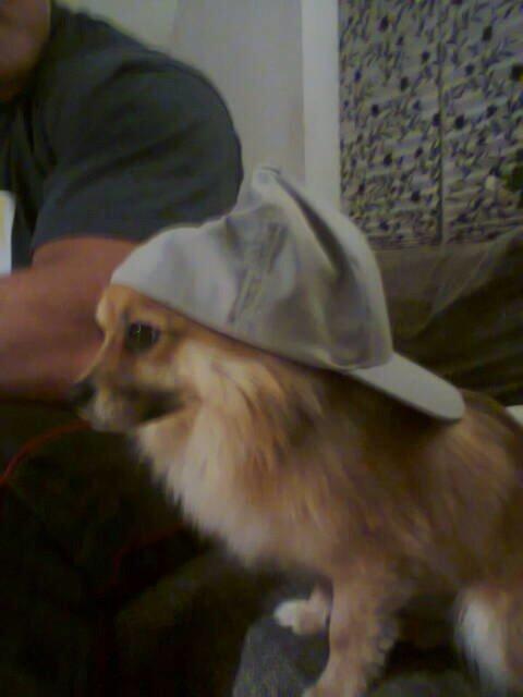 Blanding af racer Silas billede 12