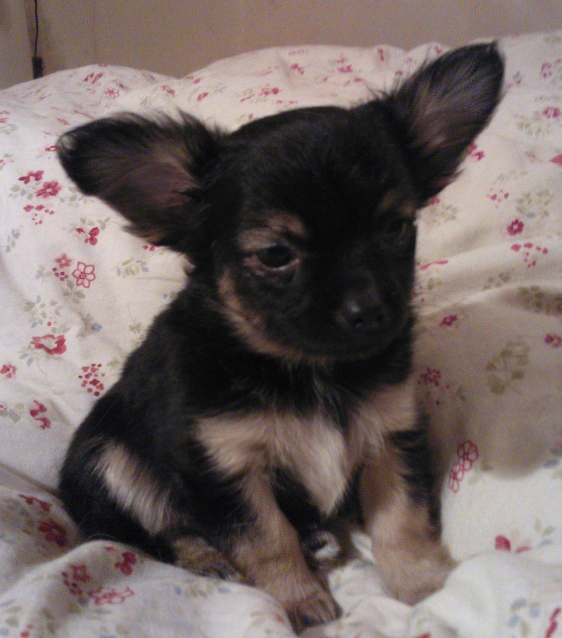 Chihuahua Milo billede 1