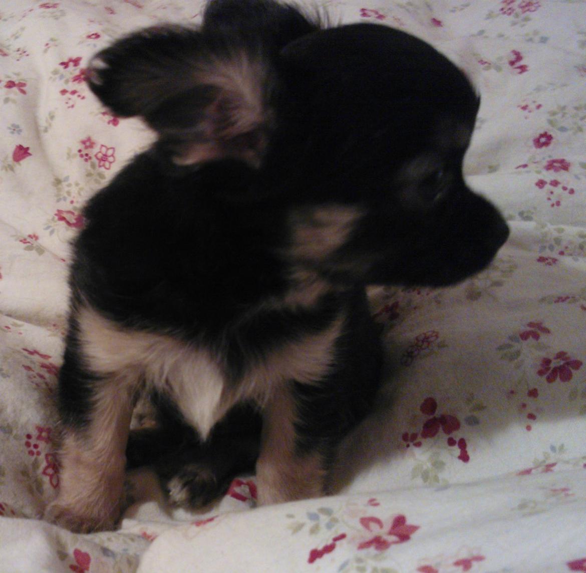 Chihuahua Milo billede 2