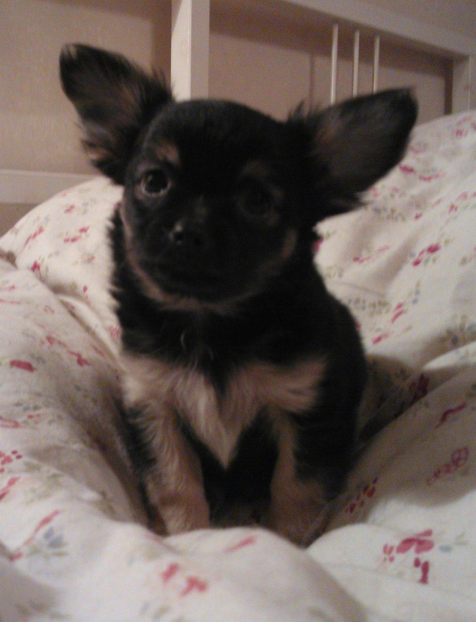 Chihuahua Milo billede 3