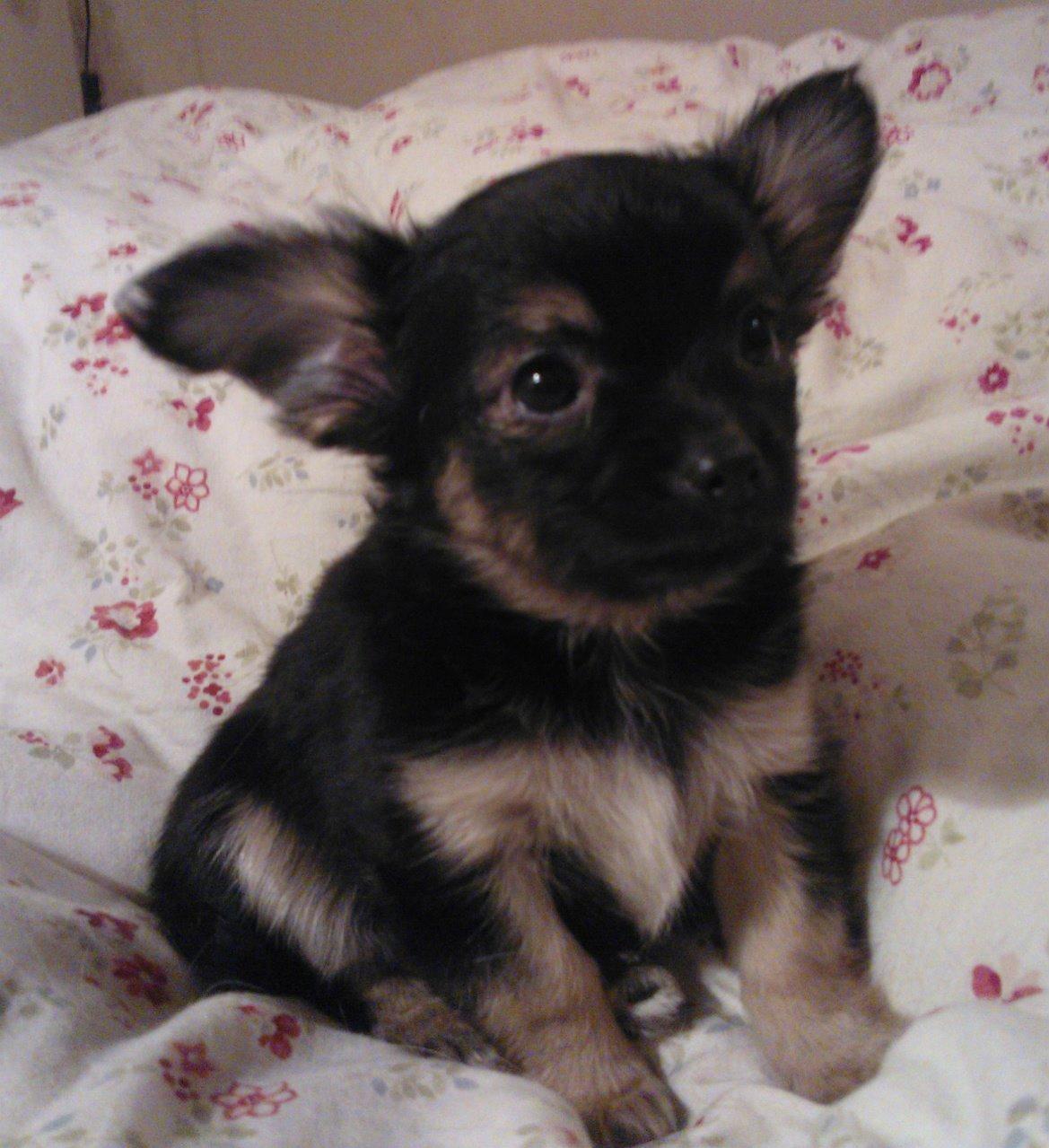 Chihuahua Milo billede 4