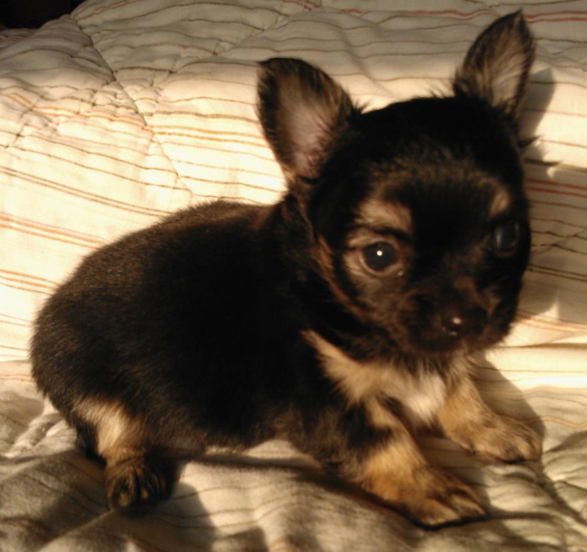 Chihuahua Milo billede 5